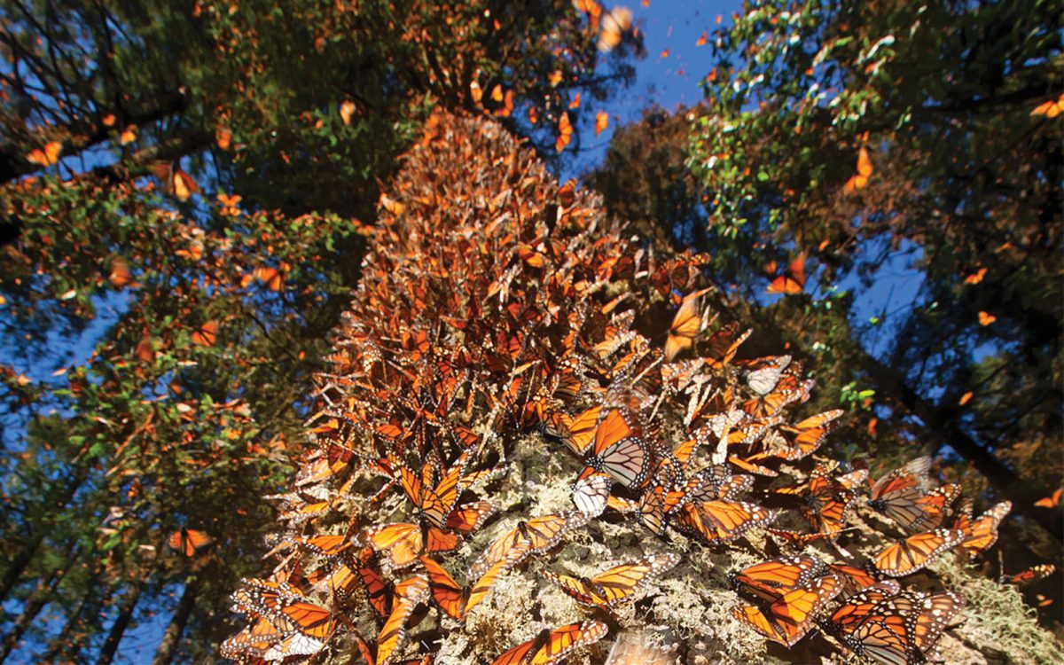 Mariposas Monarca volando en el bosque de Michoacán invierno 2025.
