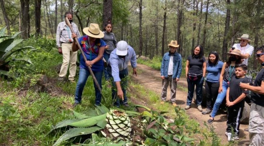 La Ruta del Mezcal en Michoacán: Sabor, tradición y cultura en cada trago
