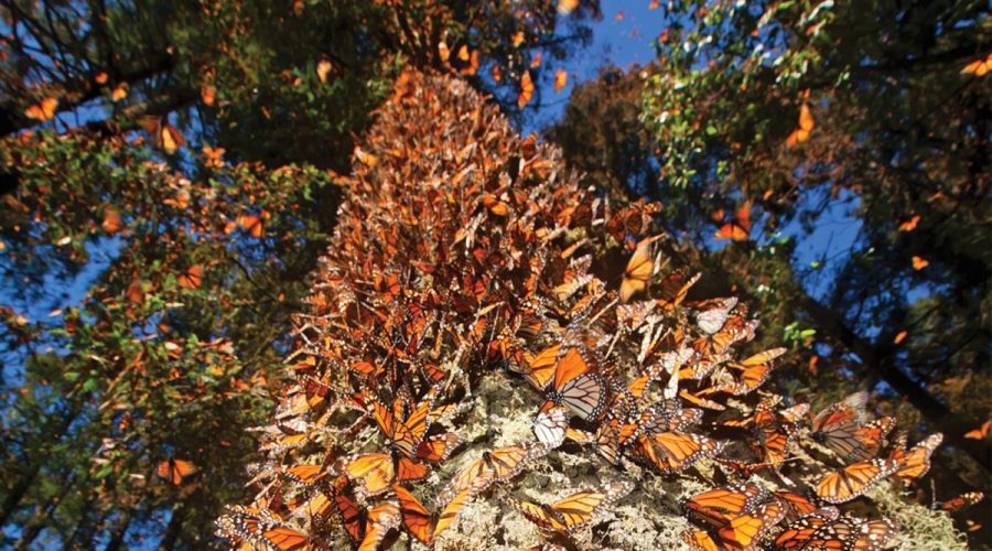 Michoacán en invierno: Mariposas, Esferas y Aguas Termales