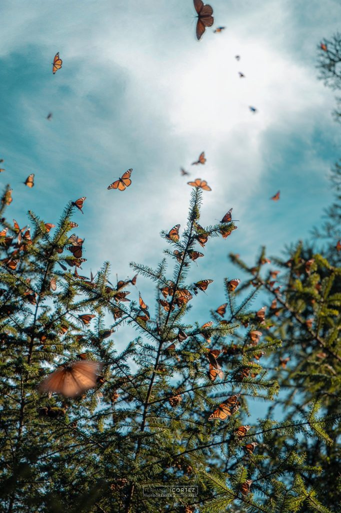 Mariposas Monarca volando en el bosque de Michoacán invierno 2025.